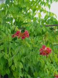 Campsis radicans