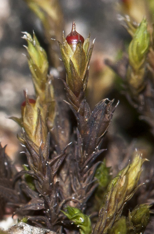Image of genus Schistidium specimen.