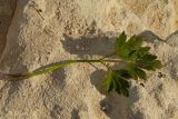 Ranunculus repens