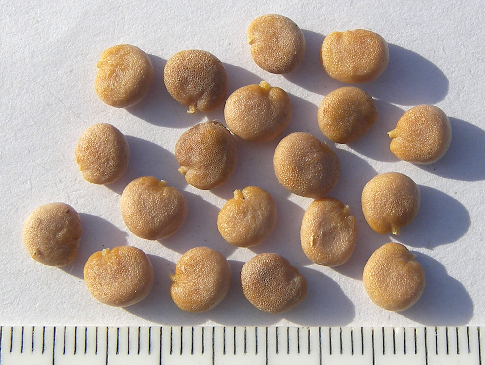 Image of Mandragora officinarum specimen.