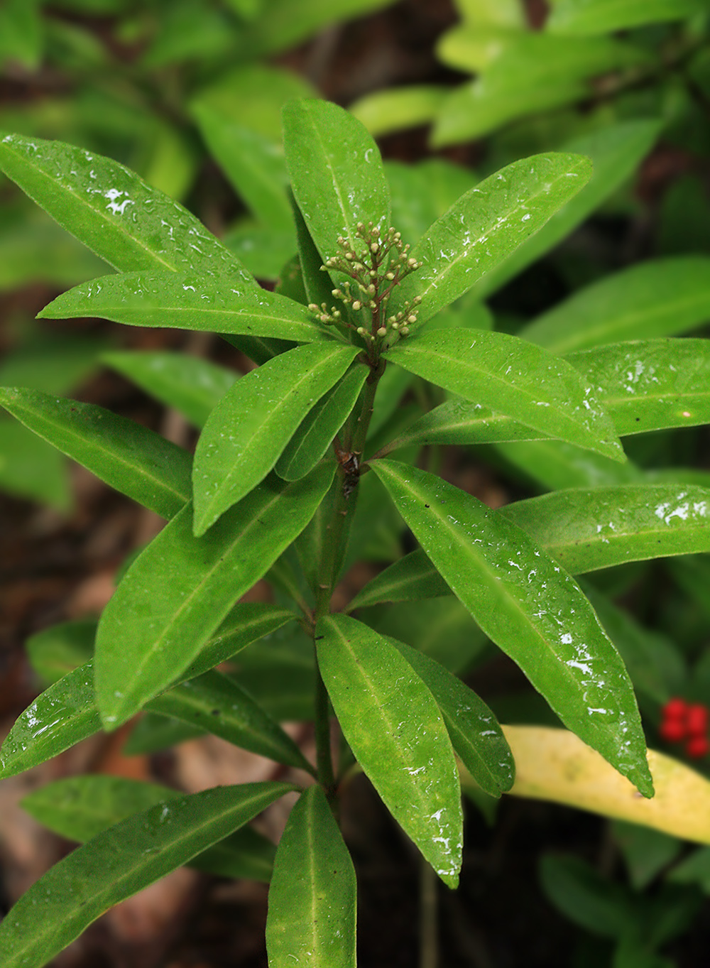 Image of Skimmia repens specimen.