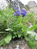 Dracocephalum grandiflorum. Цветущие растения. Республика Алтай, Усть-Коксинский р-н, природный парк \"Белуха\", Долина Семи Озер, каменистый берег озера у подножия ледника Ак-Оюк, выс. 2500 м н.у.м. 07.08.2016.