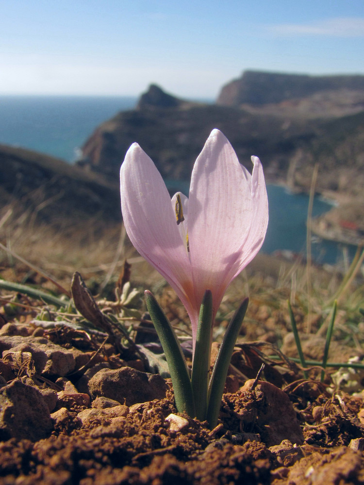 Image of Colchicum triphyllum specimen.