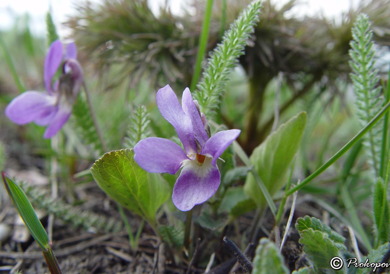 Изображение особи Viola ambigua.