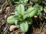 Cerastium brachypetalum ssp. tauricum