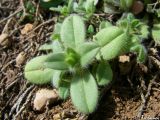 Cerastium subspecies tauricum
