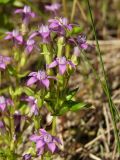 Gentianella auriculata. Соцветие. Магаданская обл., Ольский р-н, Ольское шоссе, у дороги через заброшенное поле. 15.08.2015.