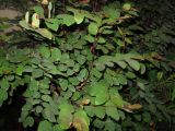 Breynia disticha