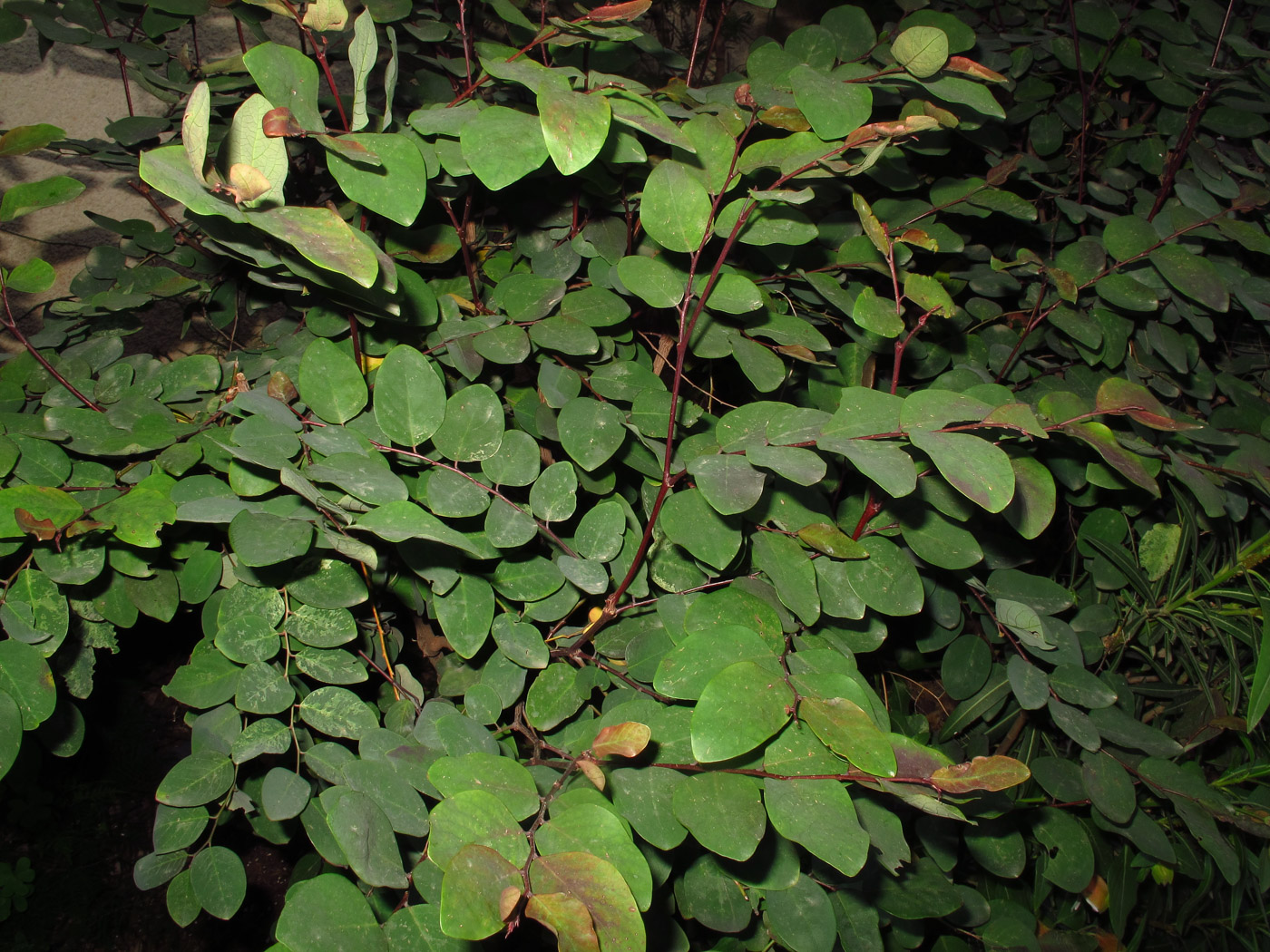 Image of Breynia disticha specimen.