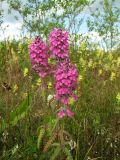 Pedicularis spicata