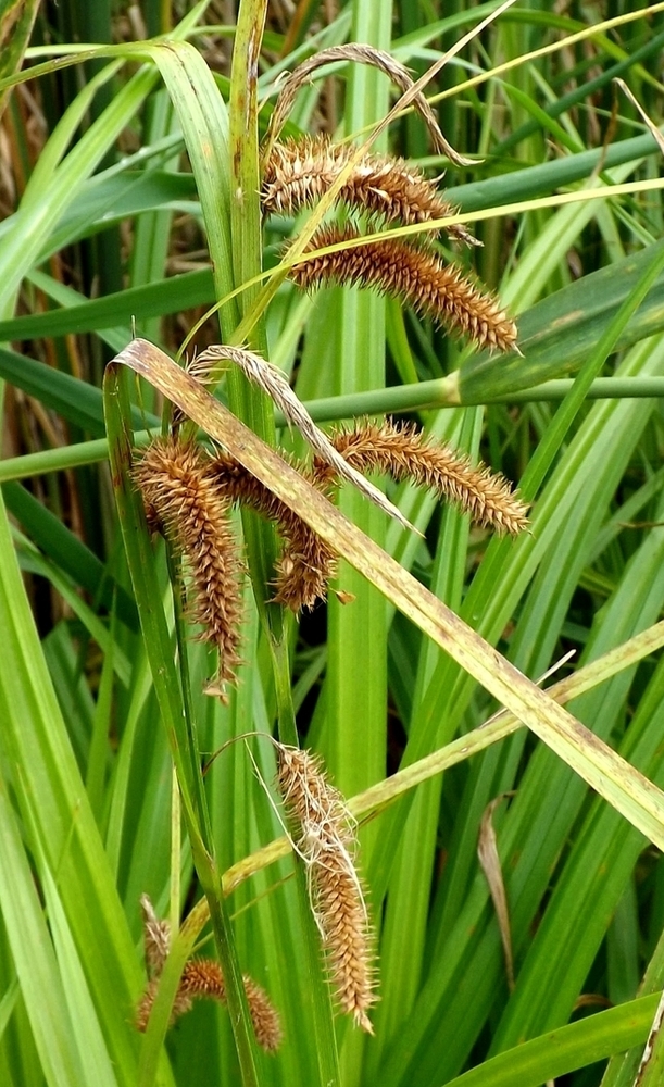 Изображение особи Carex pseudocyperus.