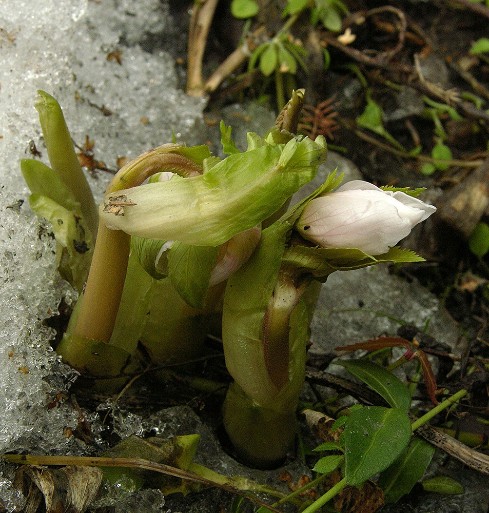 Изображение особи Helleborus thibetanus.