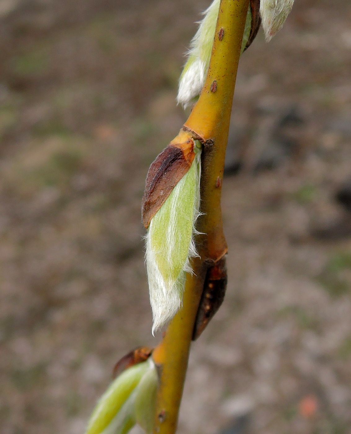 Изображение особи Salix alba.