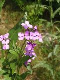 Hesperis matronalis. Соцветие с цветками и завязавшимися плодами. Украина, г. Запорожье, балка возле трассы на Васильевку, южнее Опытной станции, возле дороги. 03.06.2016.