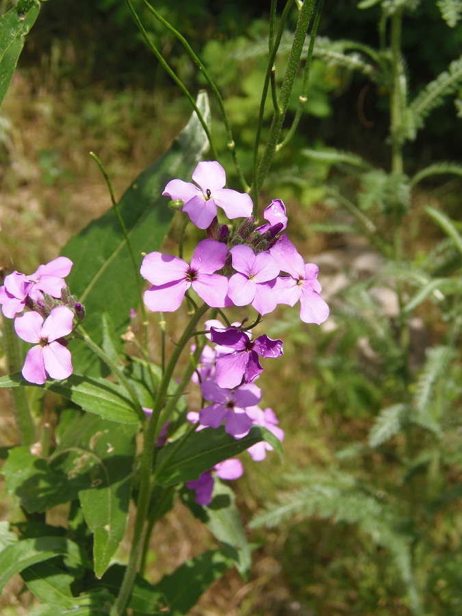 Изображение особи Hesperis matronalis.