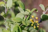 Berberis vulgaris. Ветвь с соцветием в бутонах (листья поражены ржавчинным грибом Puccinia graminis). Ростовская обл., Аксайский р-н, окр. хут. Александровка, степная балка. 06.05.2017.