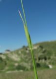 Dasypyrum villosum