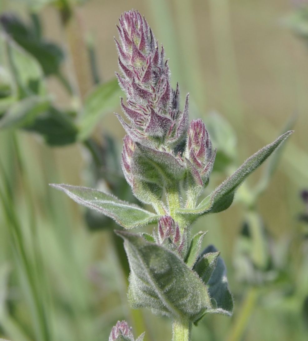 Image of Lythrum tomentosum specimen.