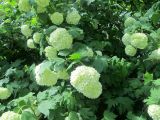 Viburnum opulus form roseum. Ветви с соцветиями и листьями. Беларусь, г. Минск, декоративное озеленение. 27.05.2017.