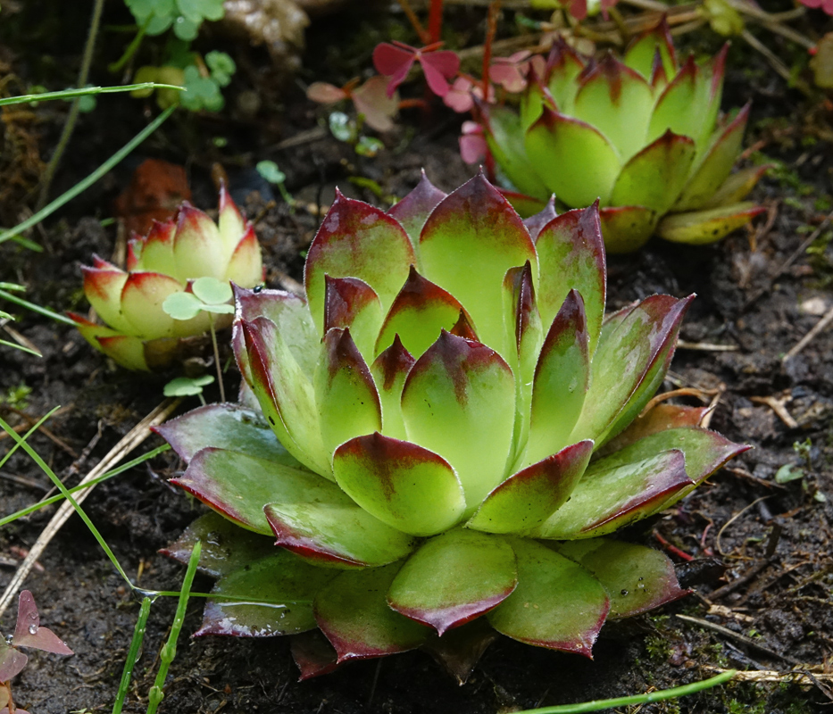 Image of Sempervivum tectorum specimen.