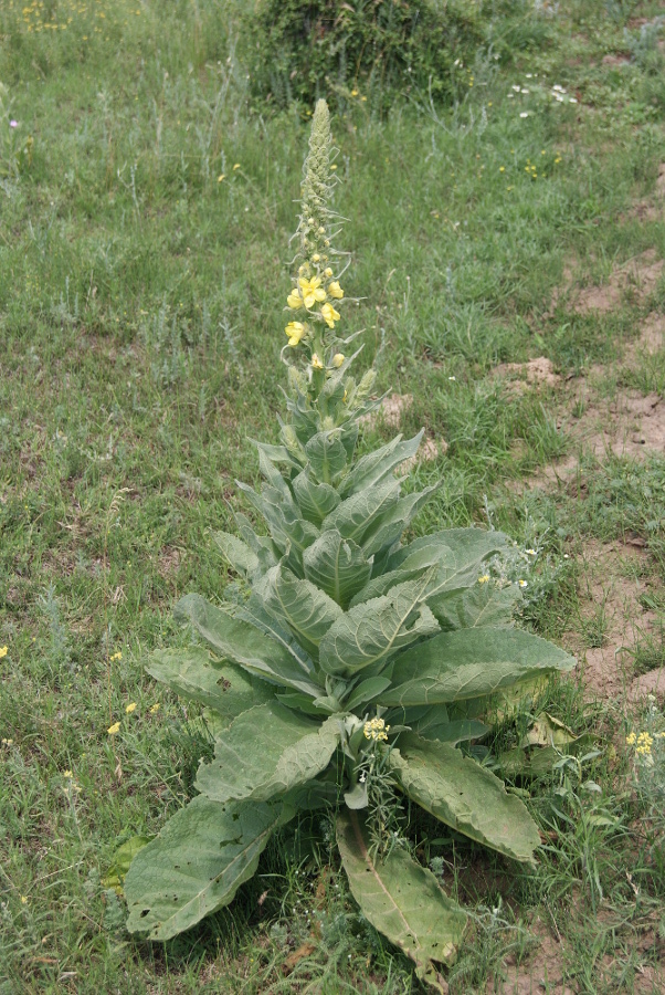 Image of Verbascum densiflorum specimen.