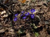 Hepatica nobilis