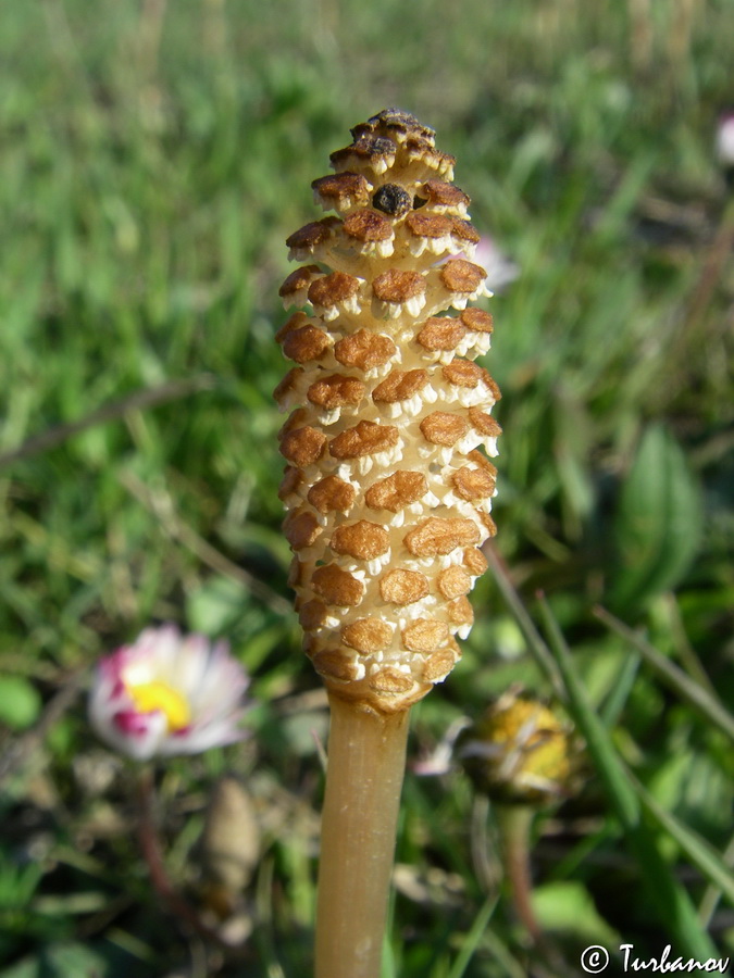 Изображение особи Equisetum arvense.