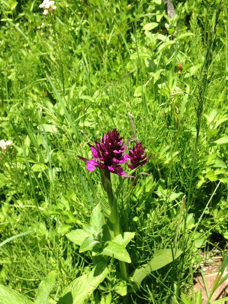 Изображение особи род Dactylorhiza.