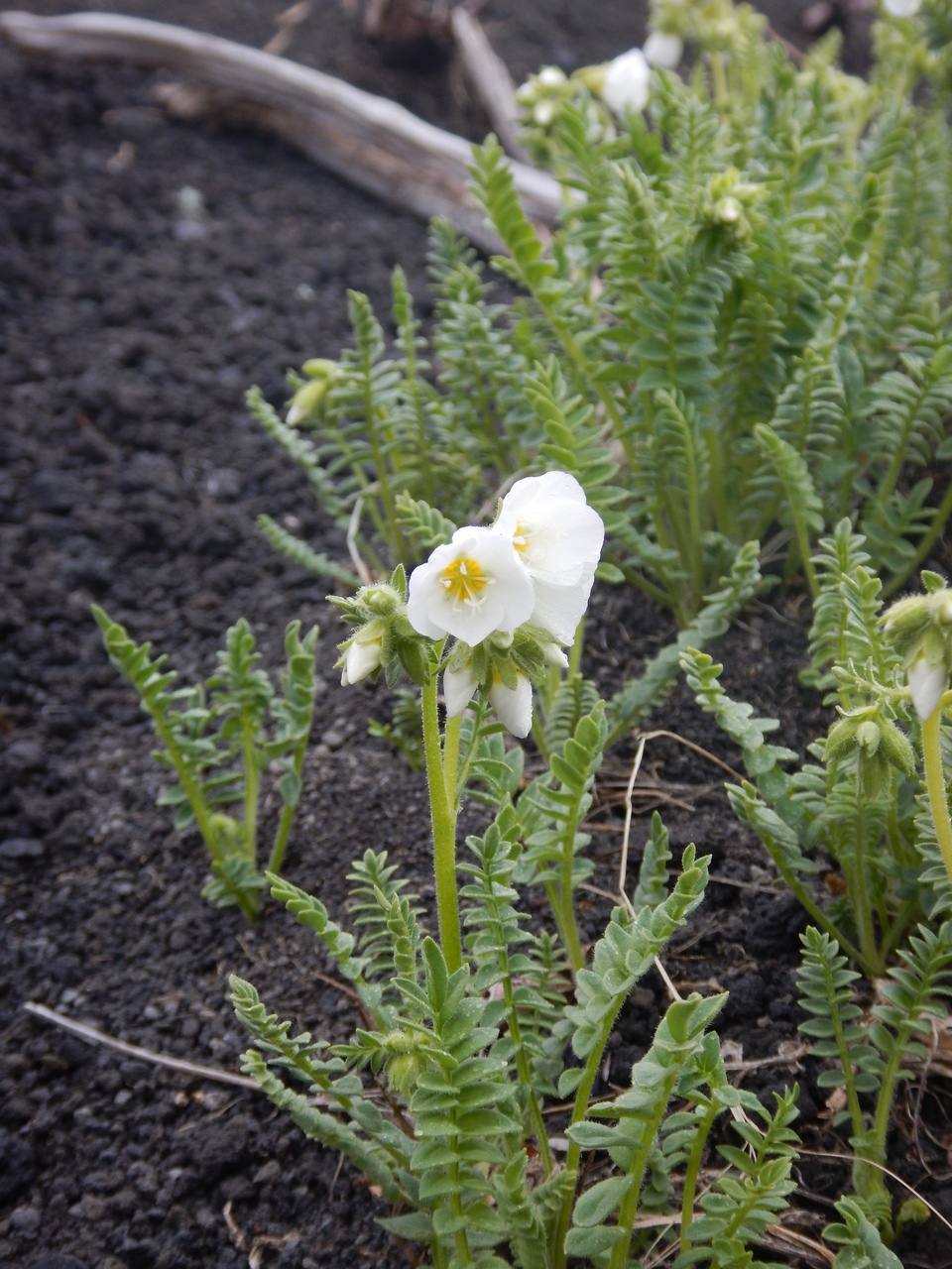 Image of Polemonium boreale specimen.