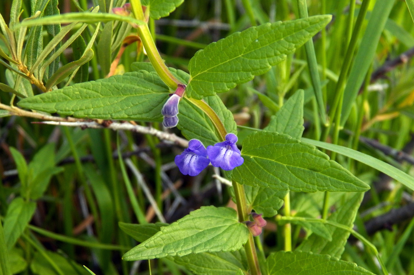 Image of Scutellaria galericulata specimen.