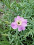 Dianthus repens. Цветок. Иркутская обл., Иркутский р-н, пос. Листвянка, прибрежный галечник. 27.07.2017.