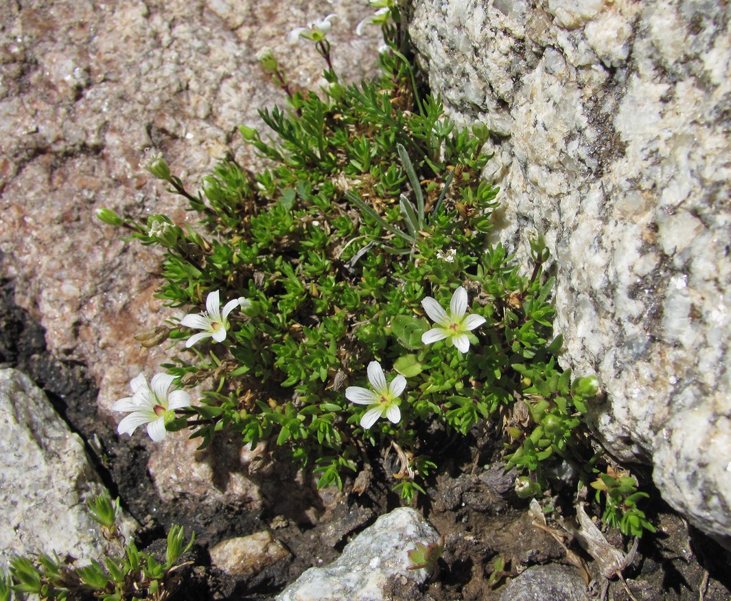Image of Minuartia imbricata specimen.