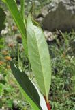 Salix pentandrifolia