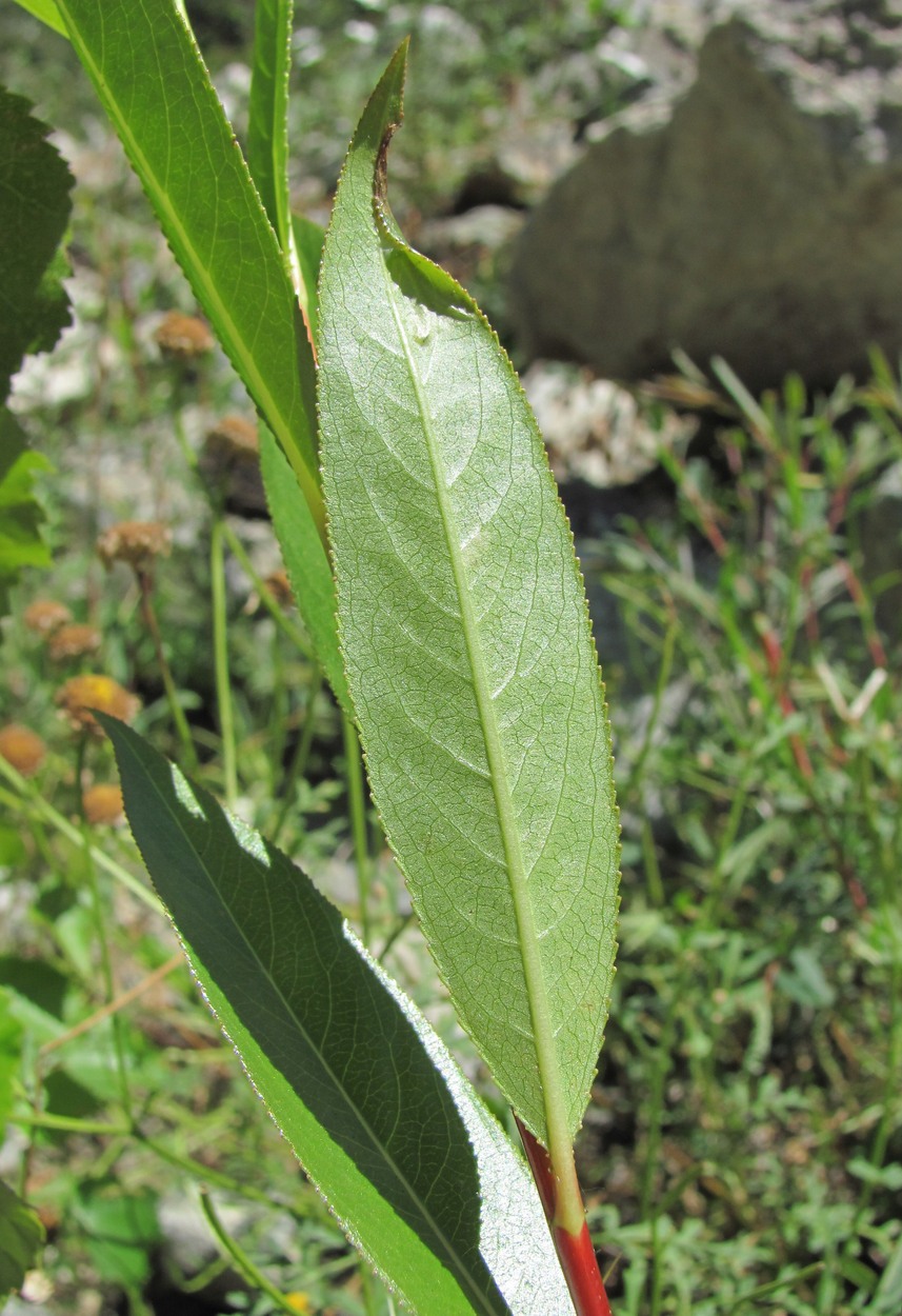 Изображение особи Salix pentandrifolia.