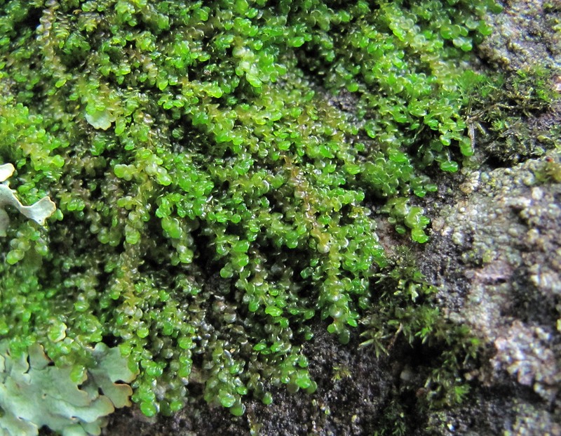 Image of genus Frullania specimen.