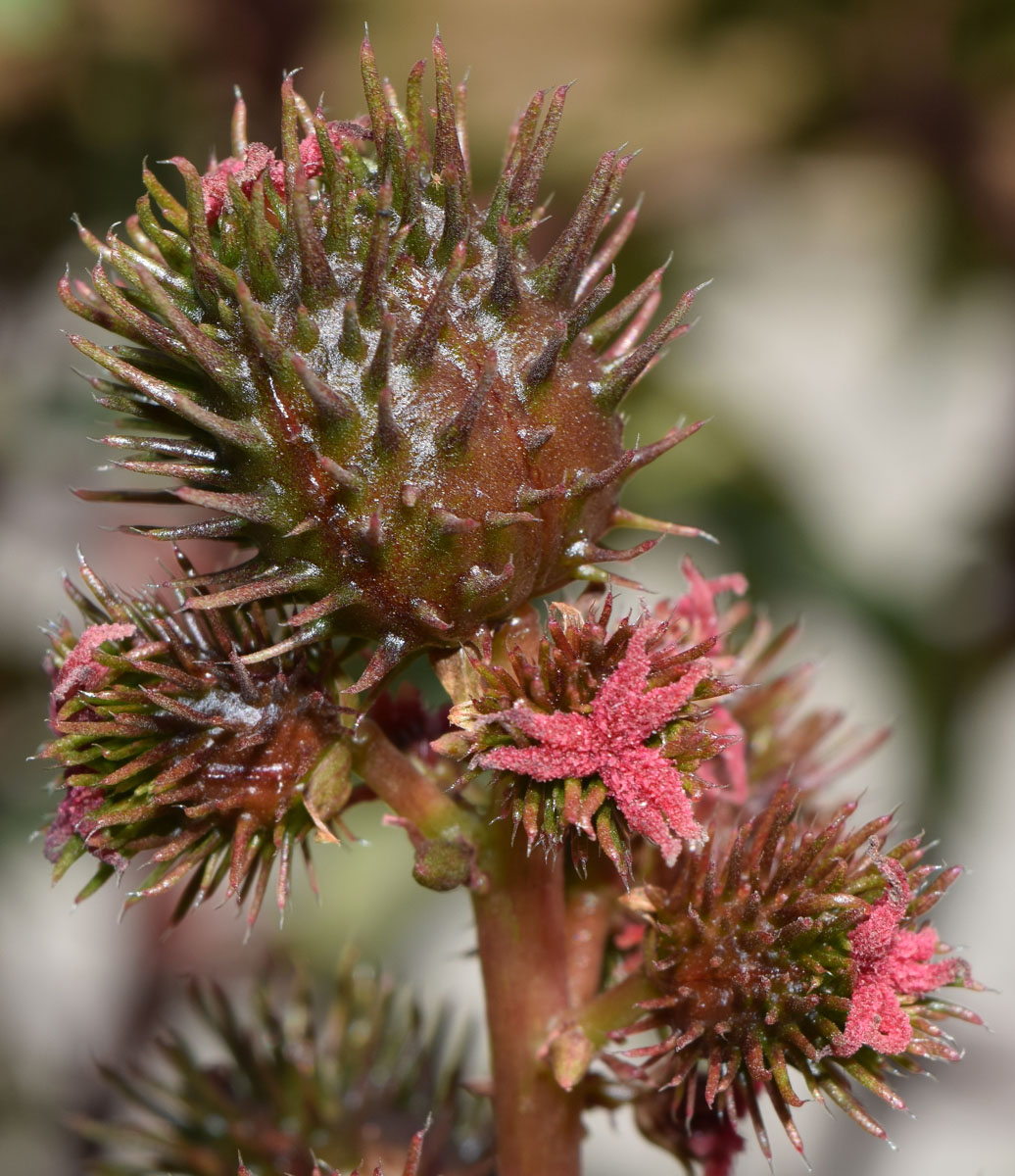 Image of Ricinus communis specimen.