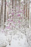 Rhododendron ledebourii. Цветущее растение. Республика Алтай, Шебалинский р-н, окр. с. Камлак, правый борт долины р. Сема, надпойменная терраса, сосновый лес. 03.05.2017.