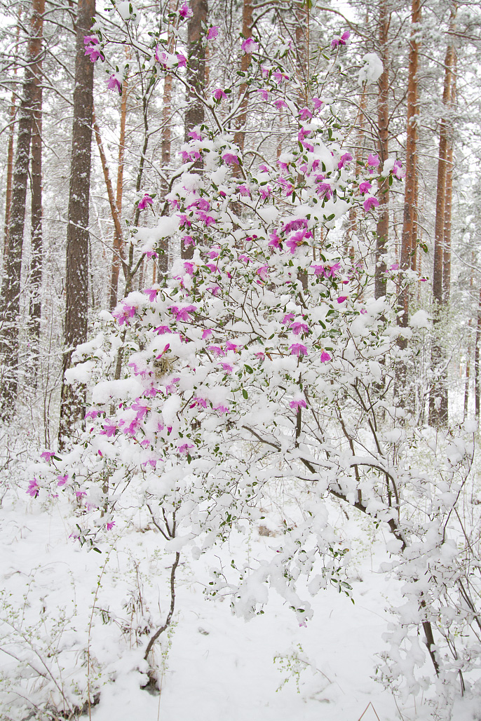 Изображение особи Rhododendron ledebourii.