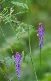 Vicia cracca. Часть побега с соцветиями. Республика Алтай, Шебалинский р-н, окр. с. Камлак, правый борт долины р. Сема, сосновый лес. 10.06.2017.