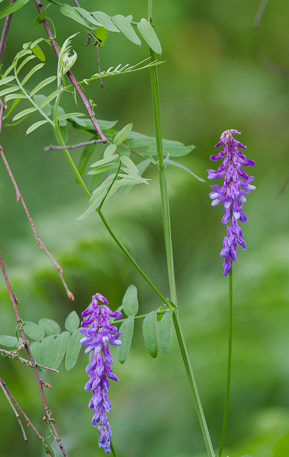 Image of Vicia cracca specimen.