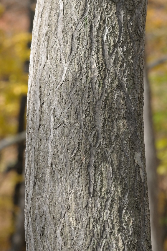 Image of Carpinus cordata specimen.