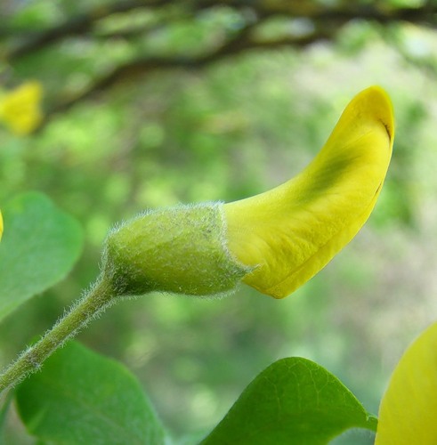 Image of Caragana arborescens specimen.