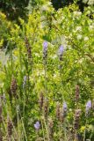 Lavandula dentata. Соцветия, в том числе высохшие; также в кадре на фоне - Myrtus communis и Erica multiflora. Италия, г. Рим, ботанический сад, в культуре. 9 июня 2017 г.