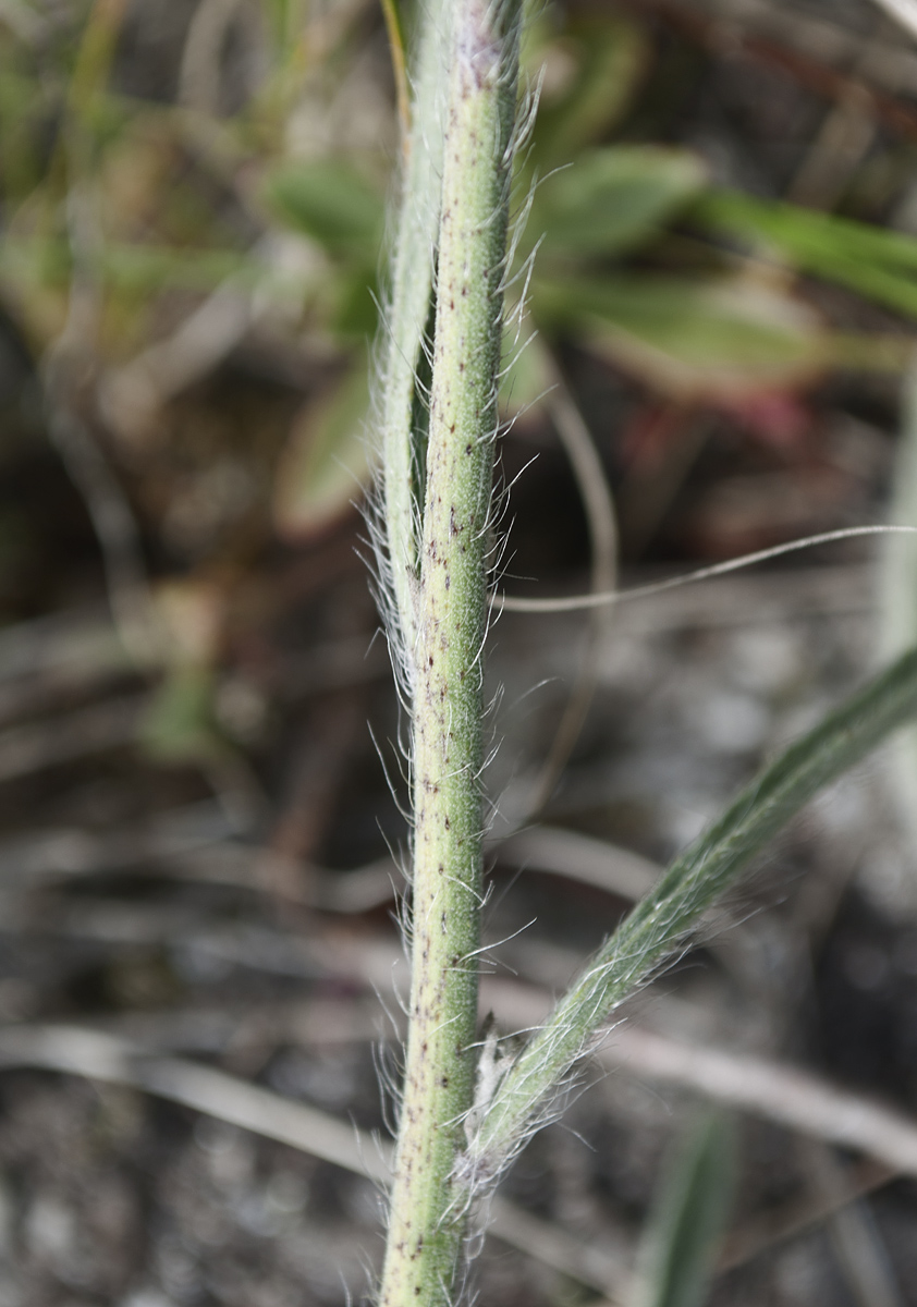 Image of Pilosella echioides specimen.