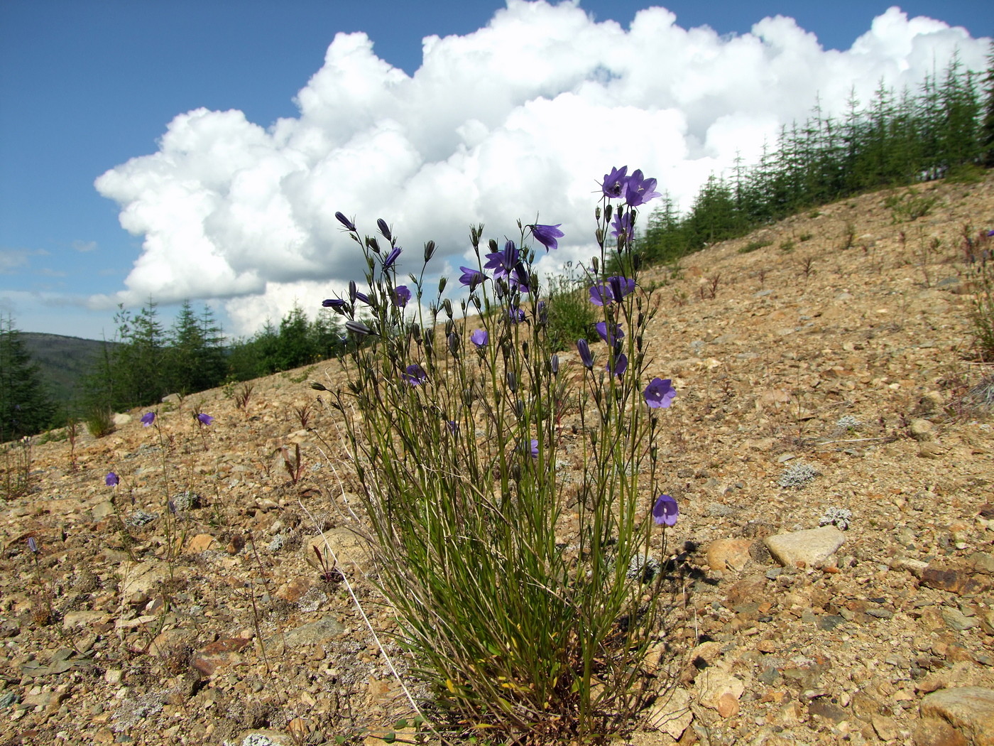 Изображение особи Campanula rotundifolia.