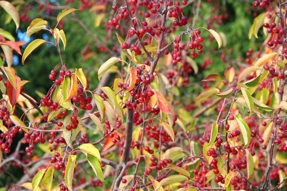 Изображение особи Malus baccata.