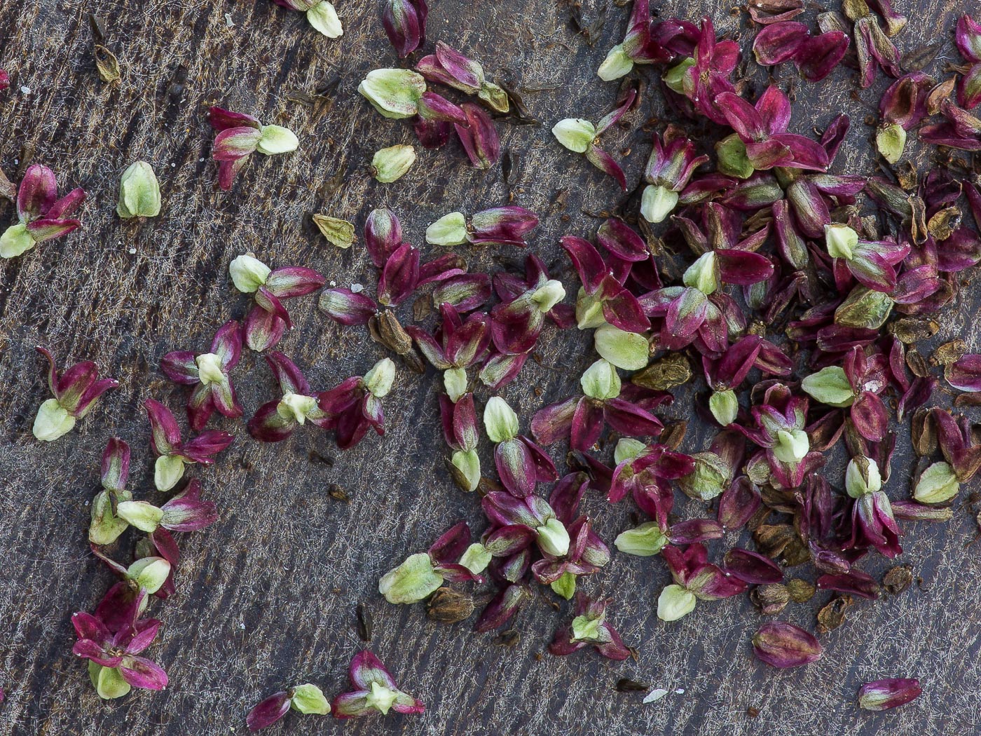 Image of Sanguisorba officinalis specimen.