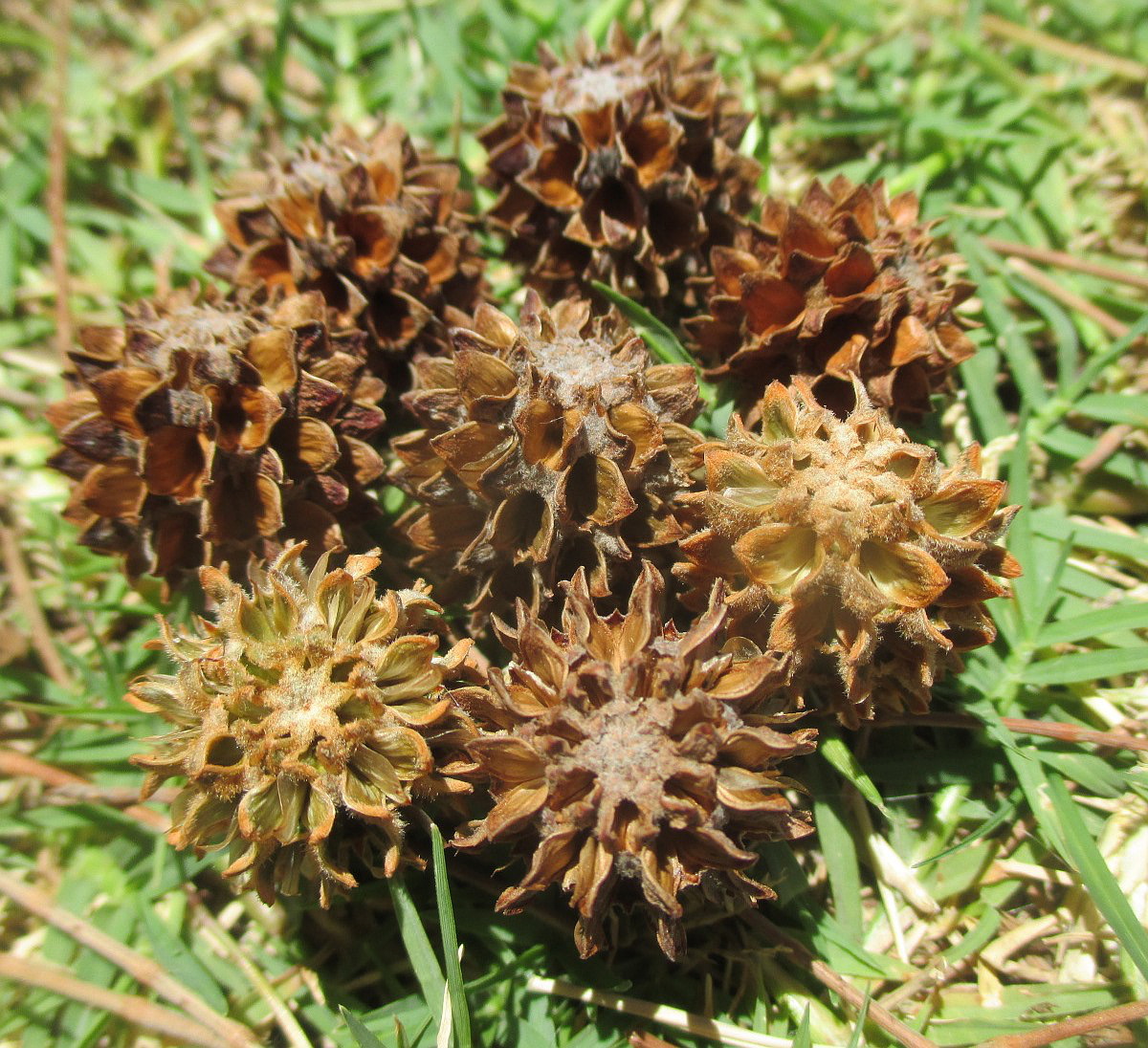 Image of Casuarina equisetifolia specimen.