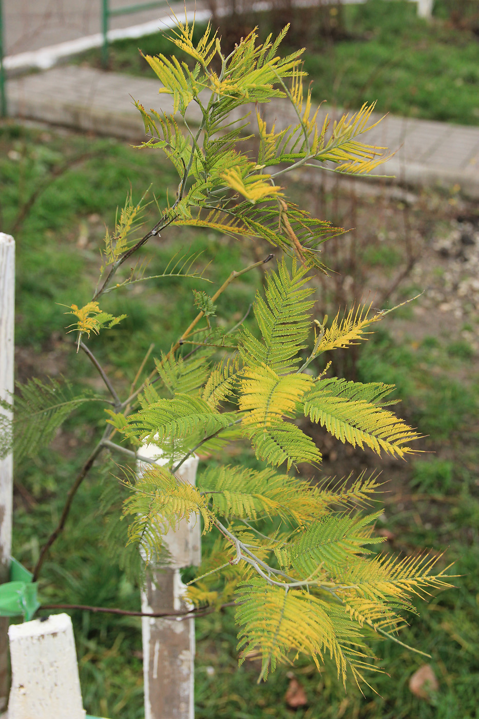 Изображение особи Acacia dealbata.