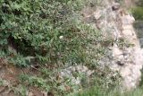 Cotoneaster melanocarpus. Ветви плодоносящего растения. Иркутская обл., Иркутский р-н, пос. Листвянка, скалистый берег. 27.07.2017.